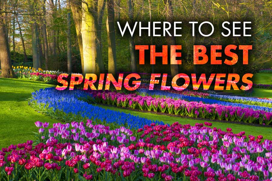 Where to See the Best Spring Flowers